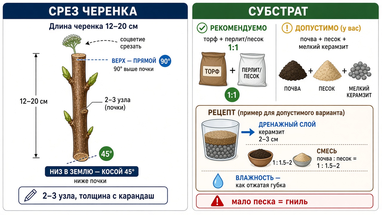 Схема среза черенка гортензии и варианты субстрата