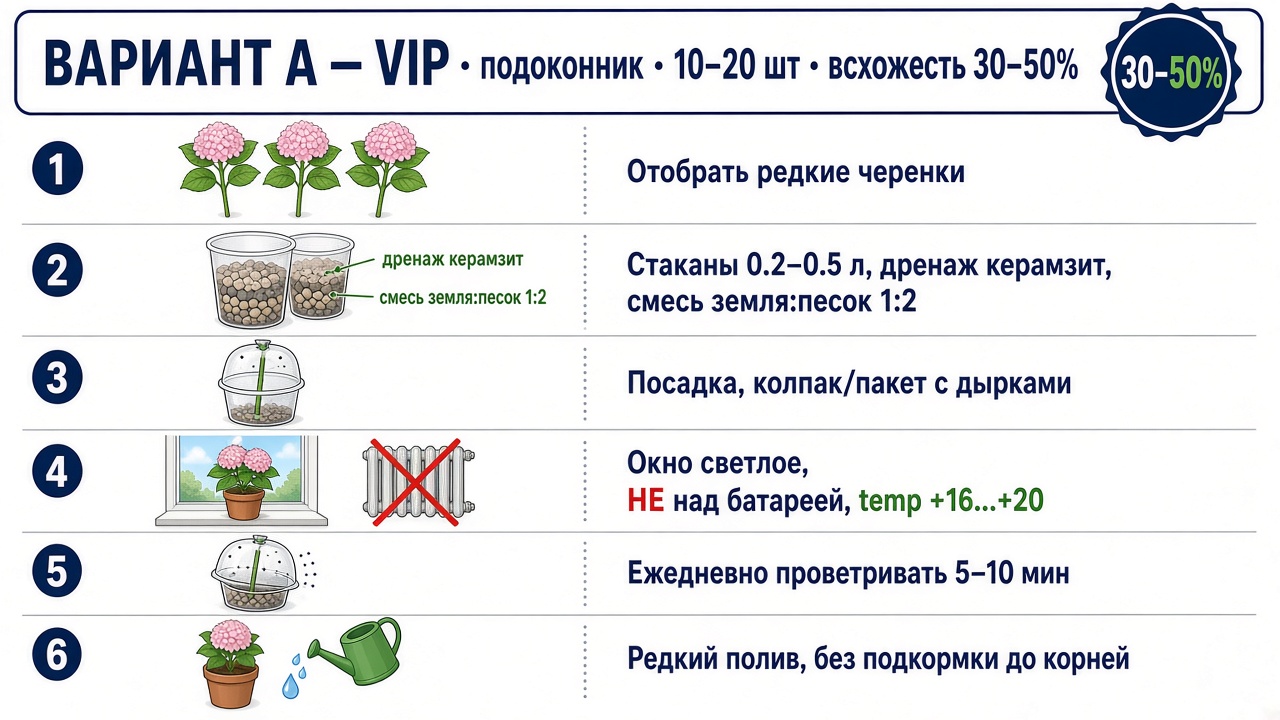 Схема штучного укоренения черенков гортензии на подоконнике