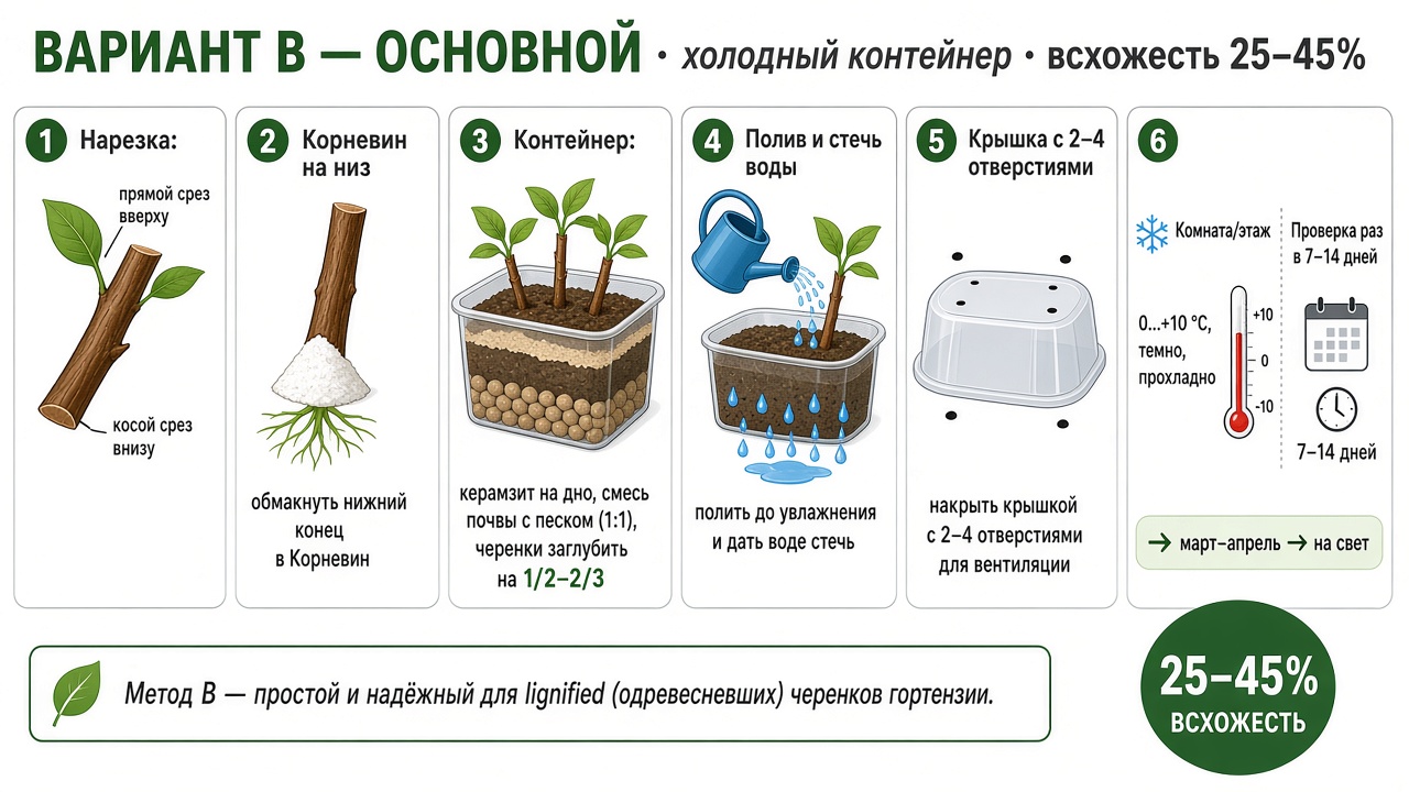Пошаговая схема укоренения гортензии в холодном контейнере