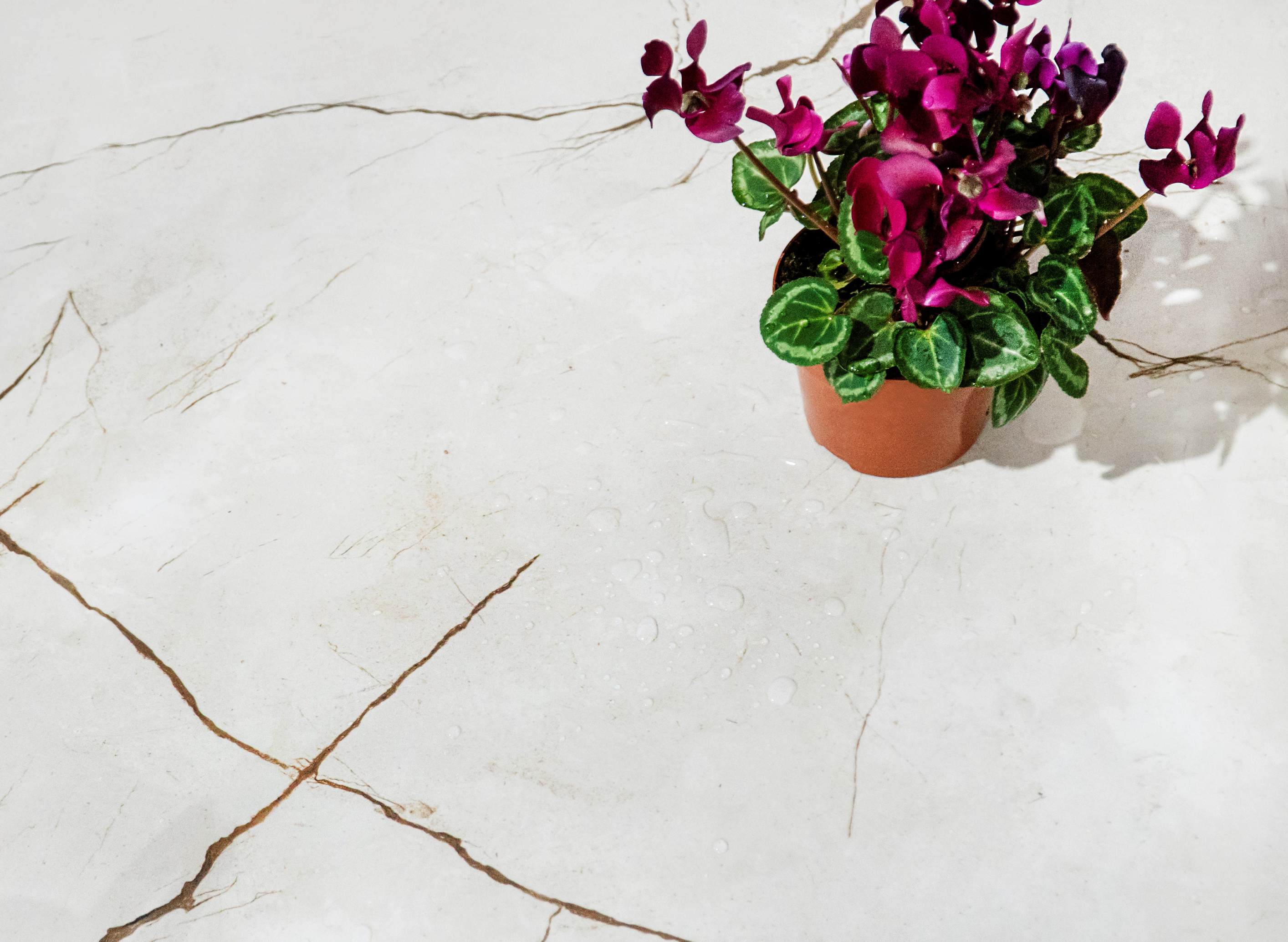 Alice crema керамогранит полированный 60x120