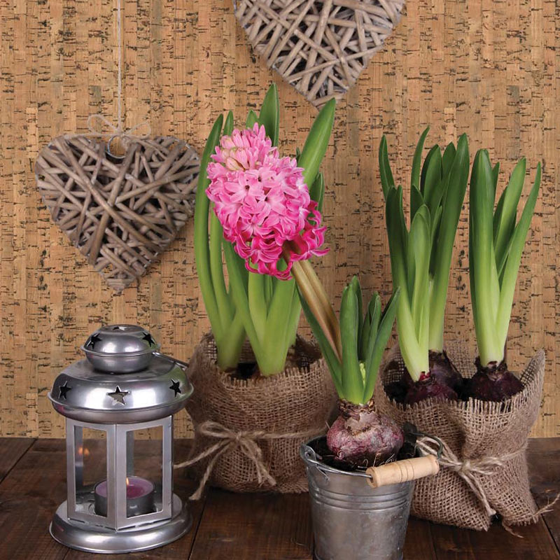 Пробковое настенное покрытие Corkstyle Wall Design Costa Коричневый