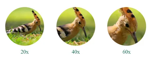 Зрительная труба SVBONY SV46P 20–60x80 ED WP