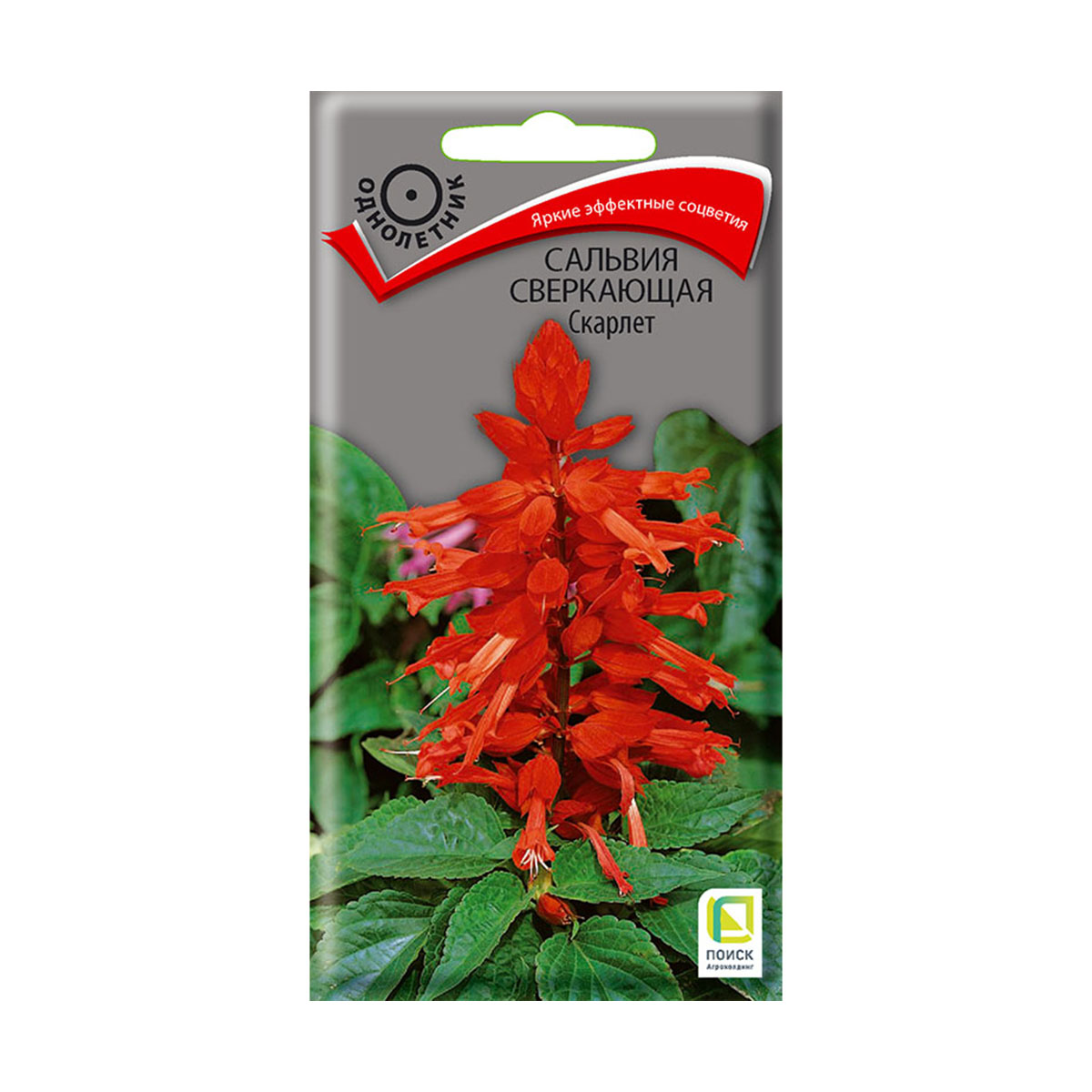 Семена цветов сальвия сверкающая "скарлет" 0,3 г  ("1) (10/100) "поиск"