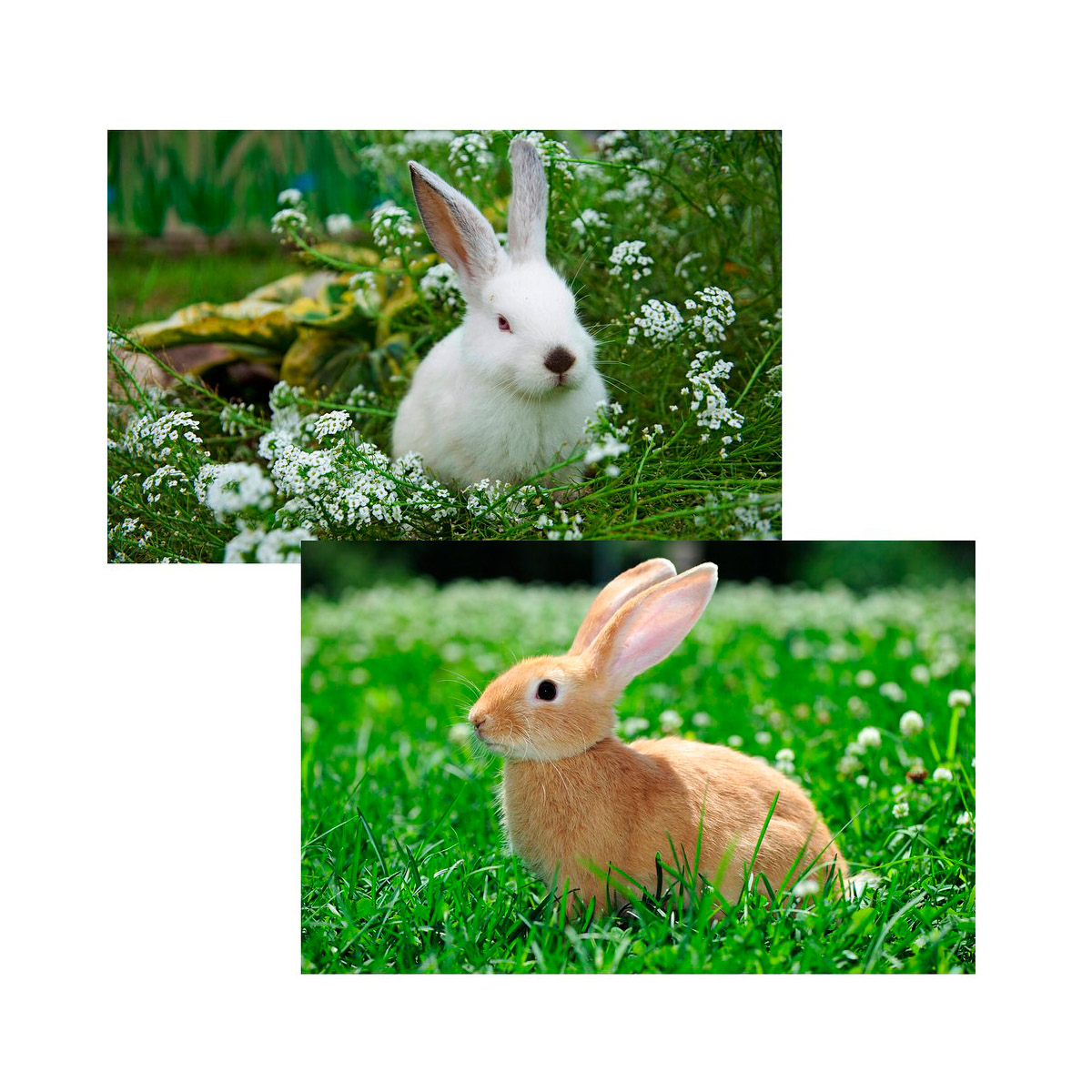 Салфетка сервировочная "кролик фото" 41*26 см полипропилен (16/320) "мультидом" мт88-434