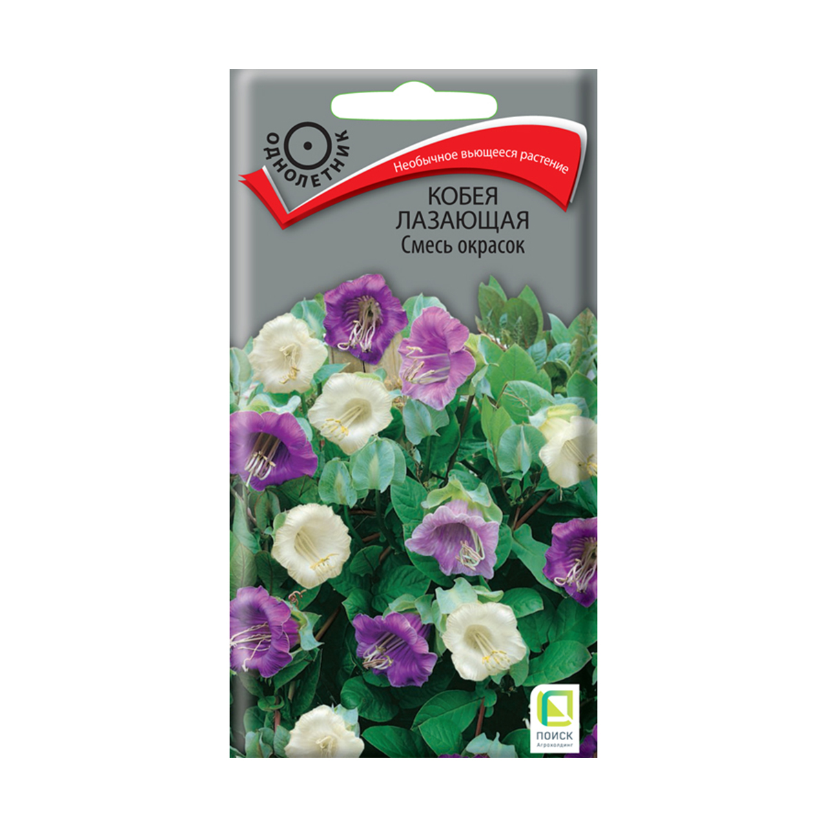 Семена цветов кобея лазающая, смесь окрасок 5 шт.("1) (10/100) "поиск"