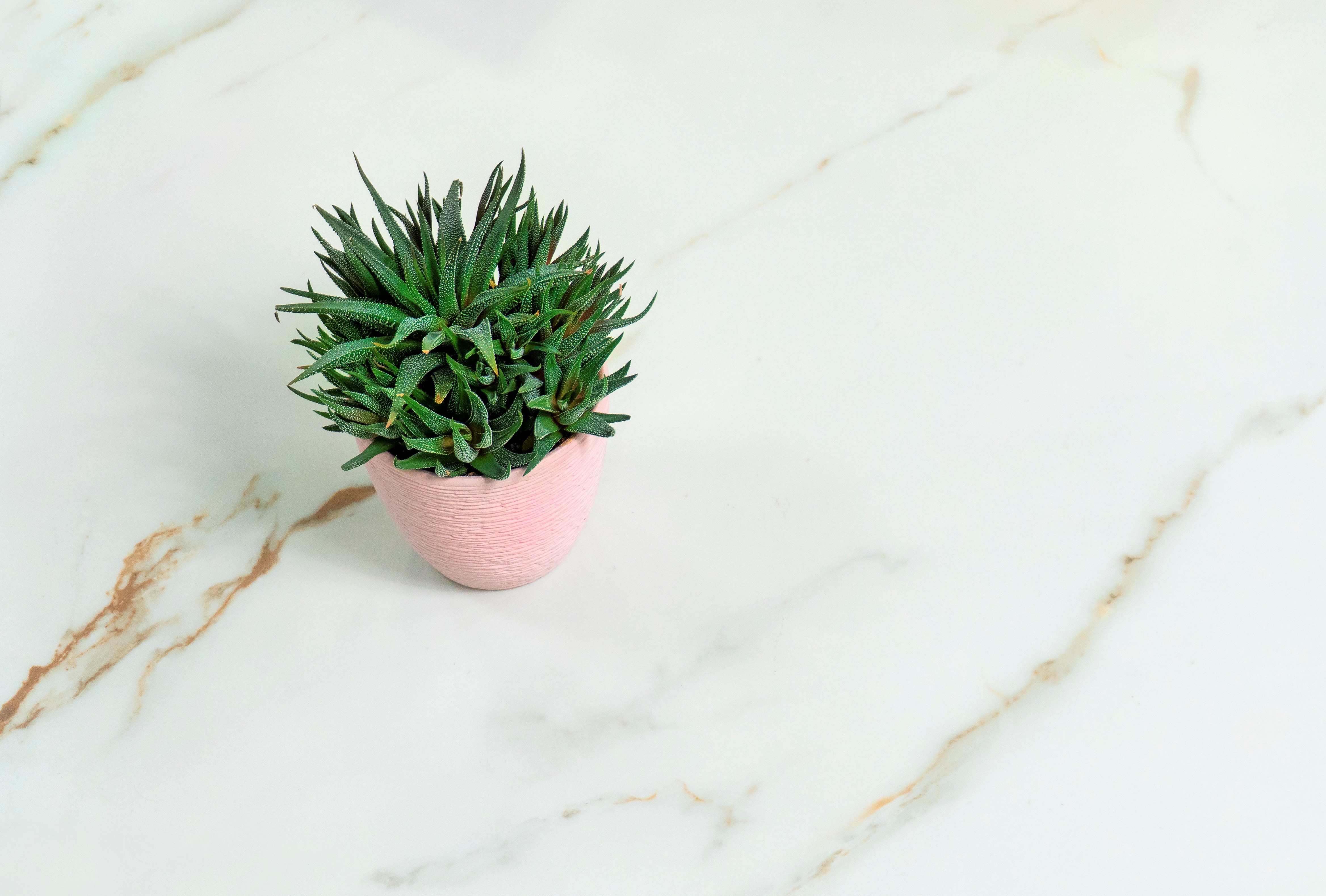 Venato calacatta gold керамогранит белый сатинированный 60x60