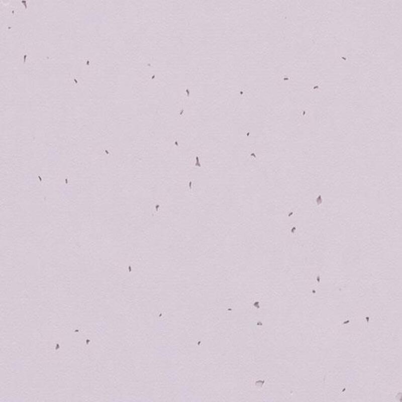 Линолеум Forbo Sphera Energetic 50234 lilac - 2.0
