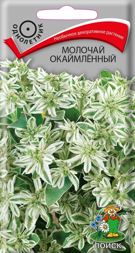 Семена цветов молочай окаймленный ("1) 0,2 г (10/100) "поиск"