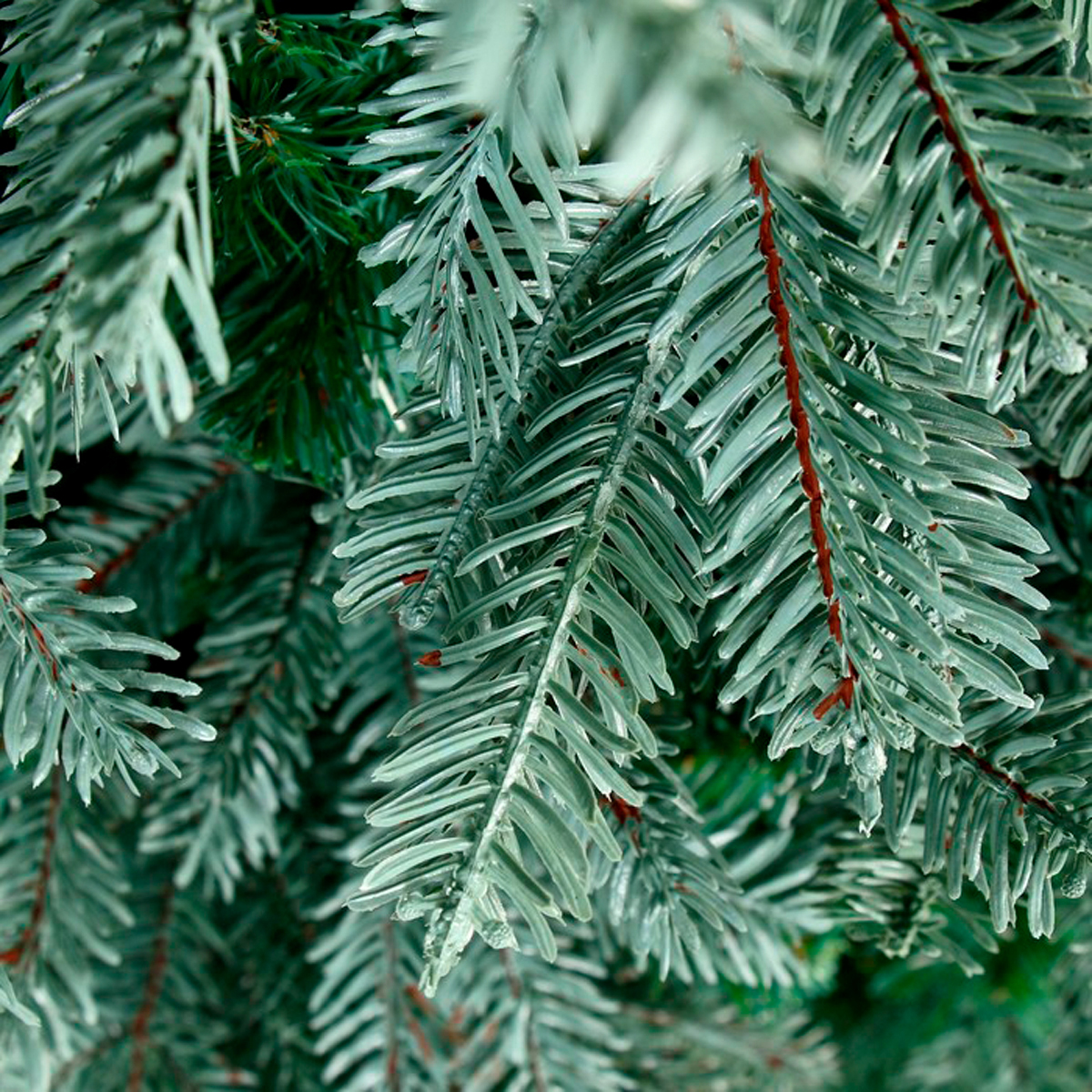 Ель голубая декор. "эксклюзив" 180 см, 833 ветки "зимнее волшебство" 1108607