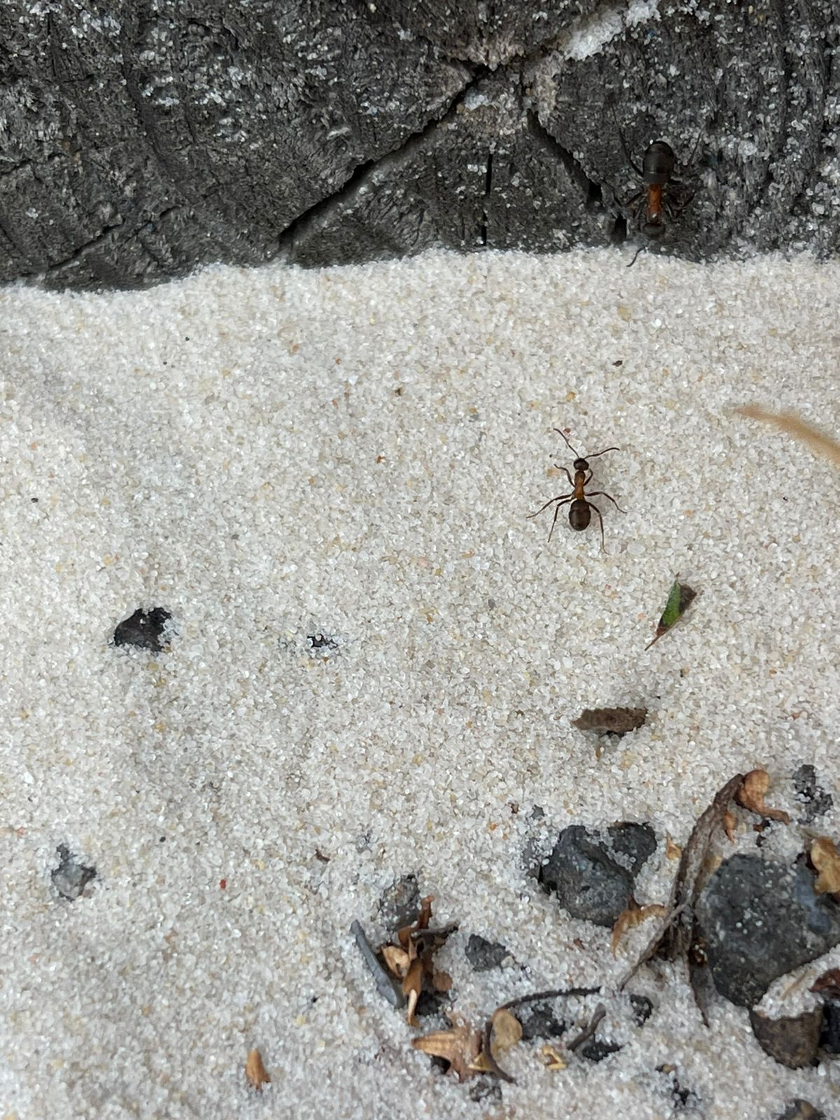 Песок кварцевый прокаленный для растений и животных