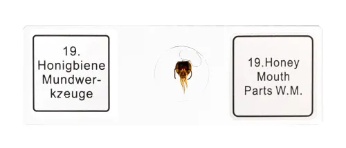 Набор микропрепаратов Bresser 25 шт., в кейсе