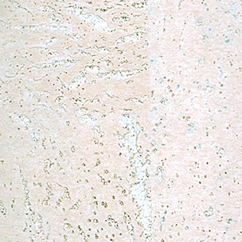 Corkart Classic PW3 386c WS-3.0