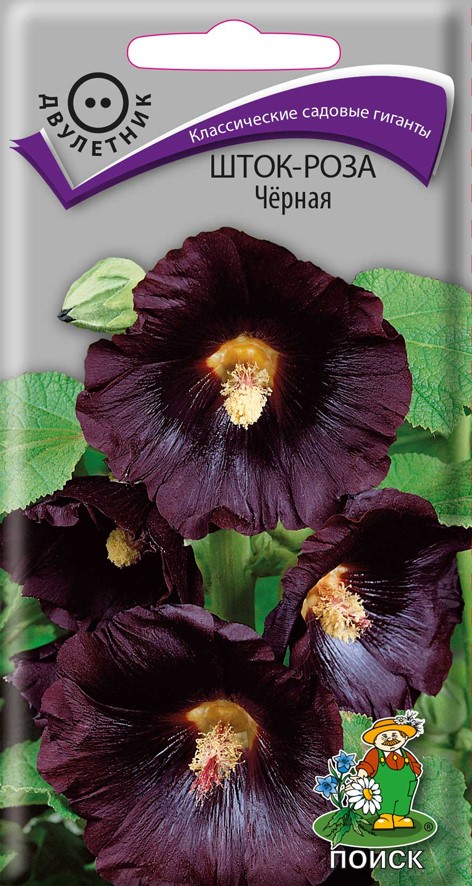 Семена цветов шток-роза черная ("2) 0,1 г (10/100) "поиск"